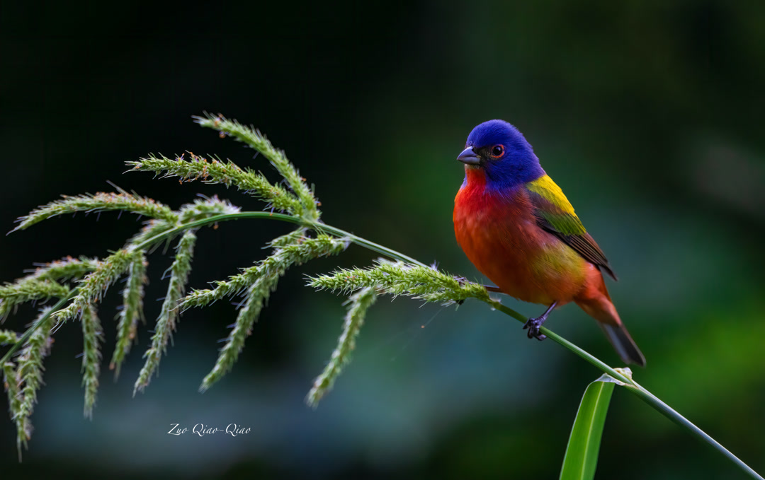 painted_bunting