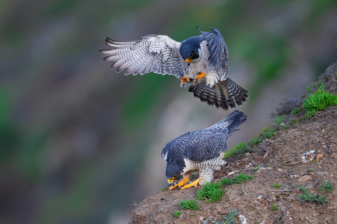 peregrine_falcons