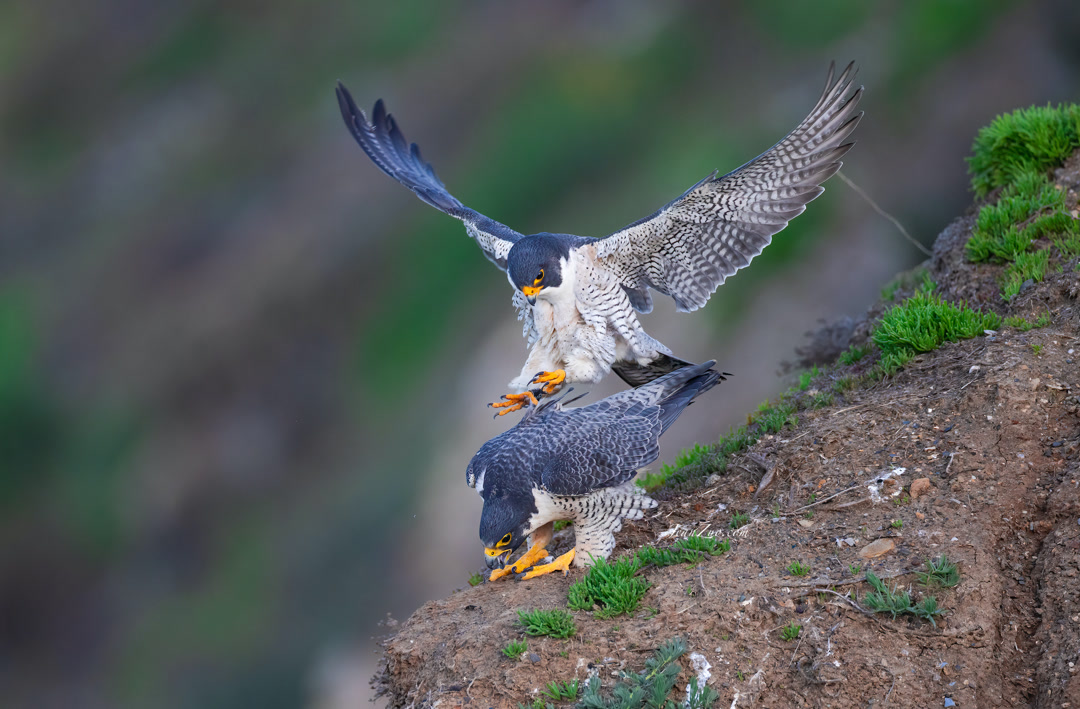 pergerine_falcons_2