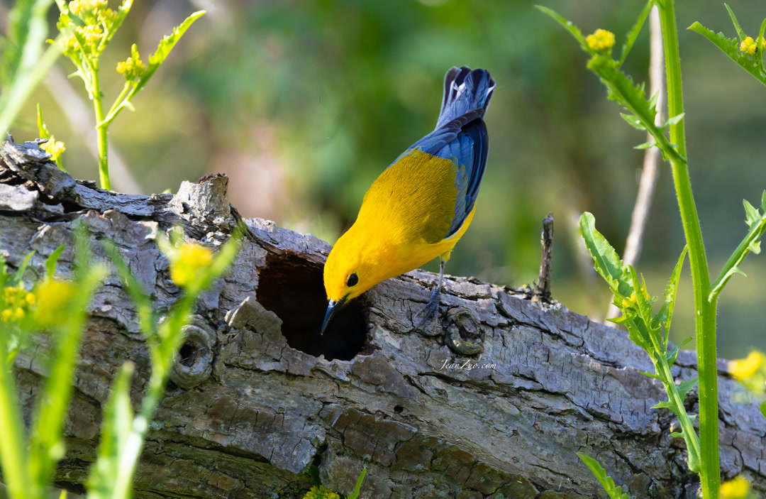 prothonotary_warbler