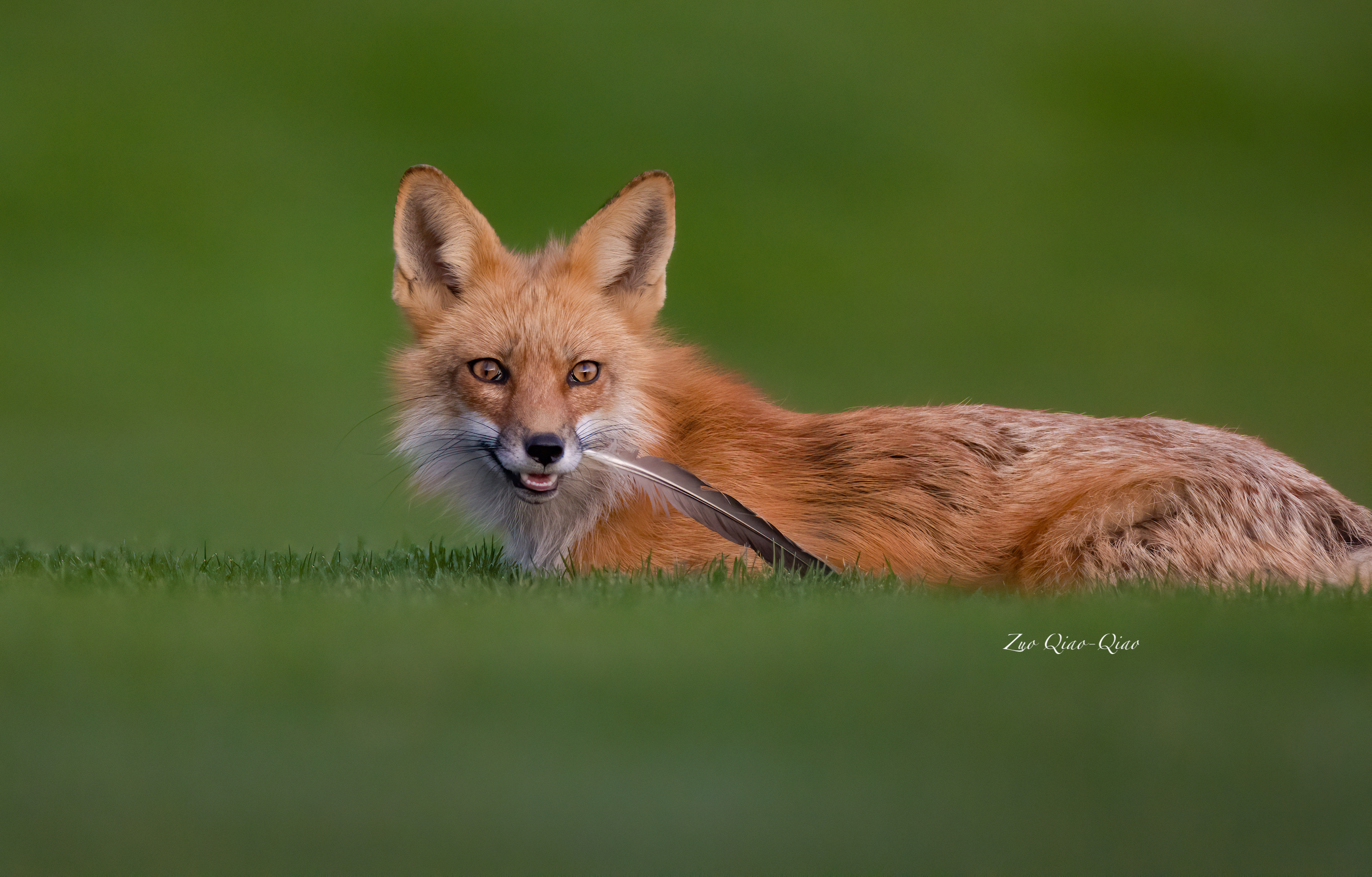 red_fox_2