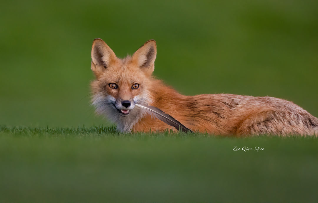 red_fox_2