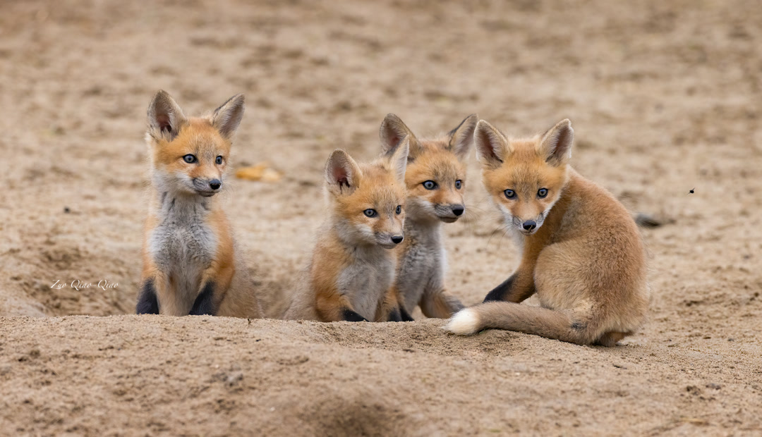 red_fox_babies