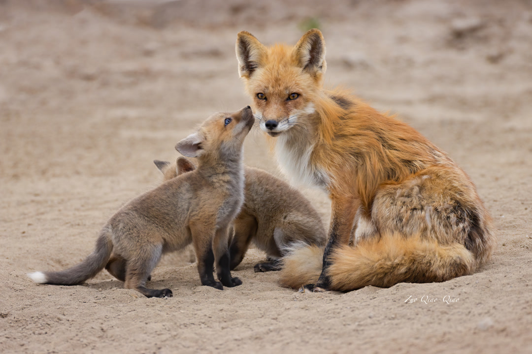 red_fox_family_2