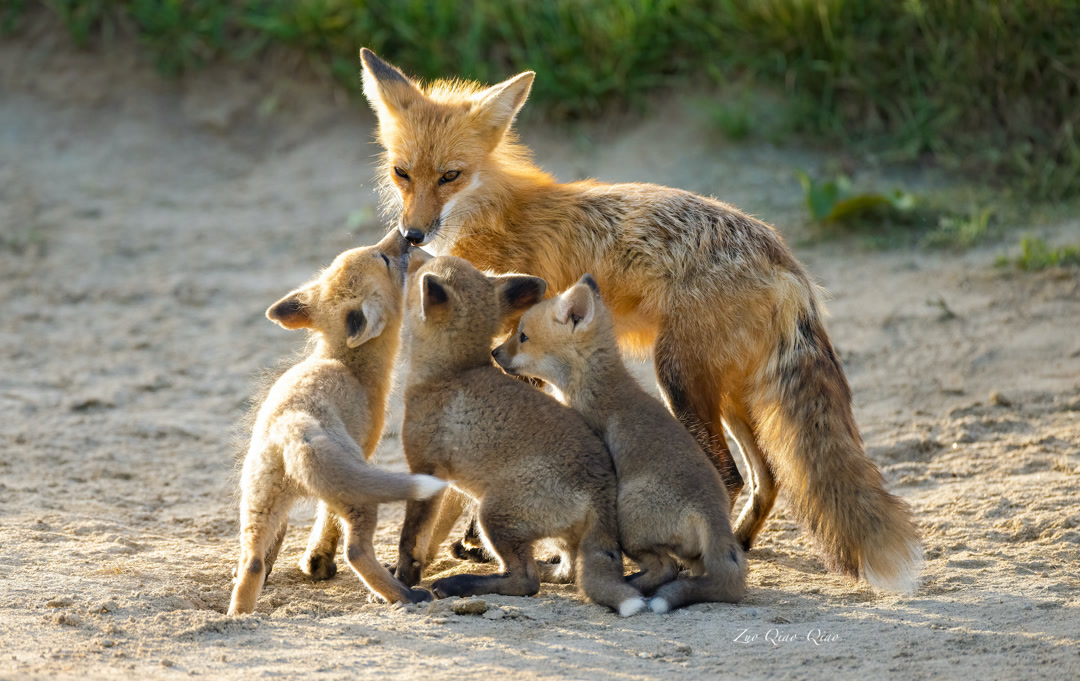 red_fox_family