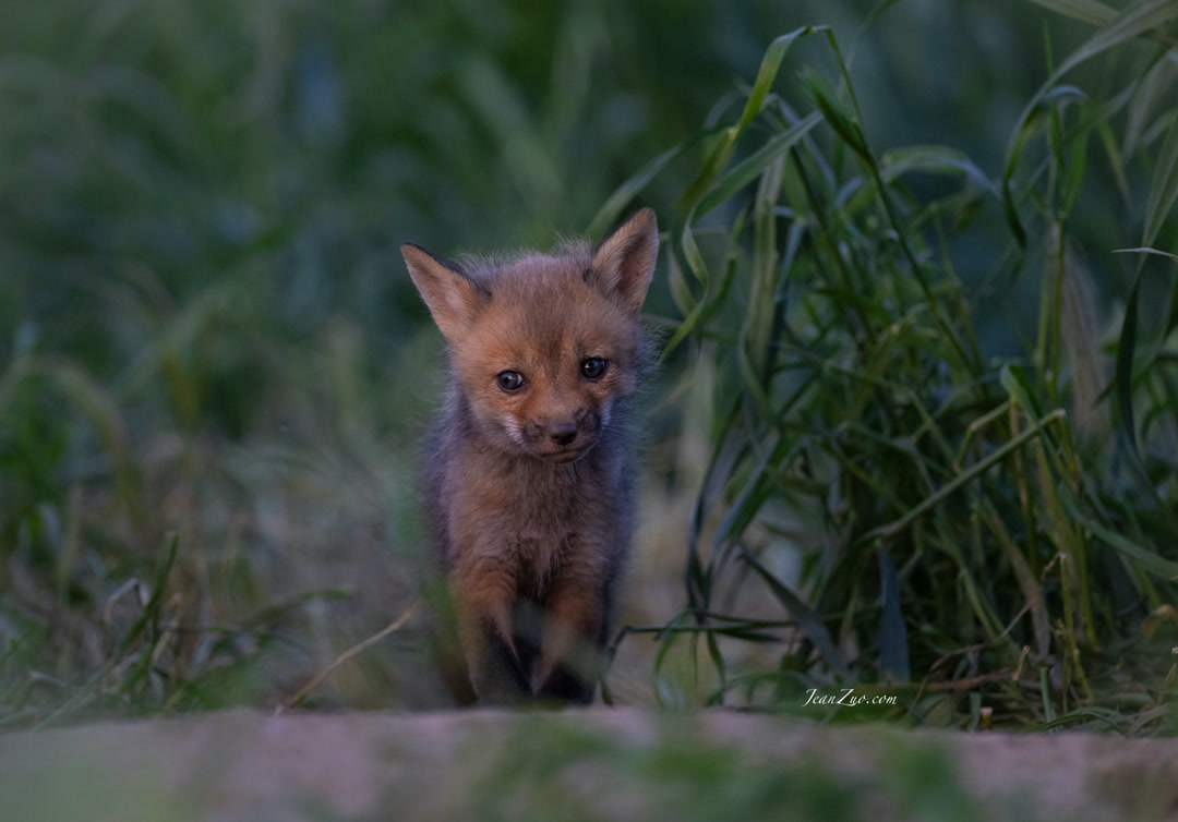 red_fox
