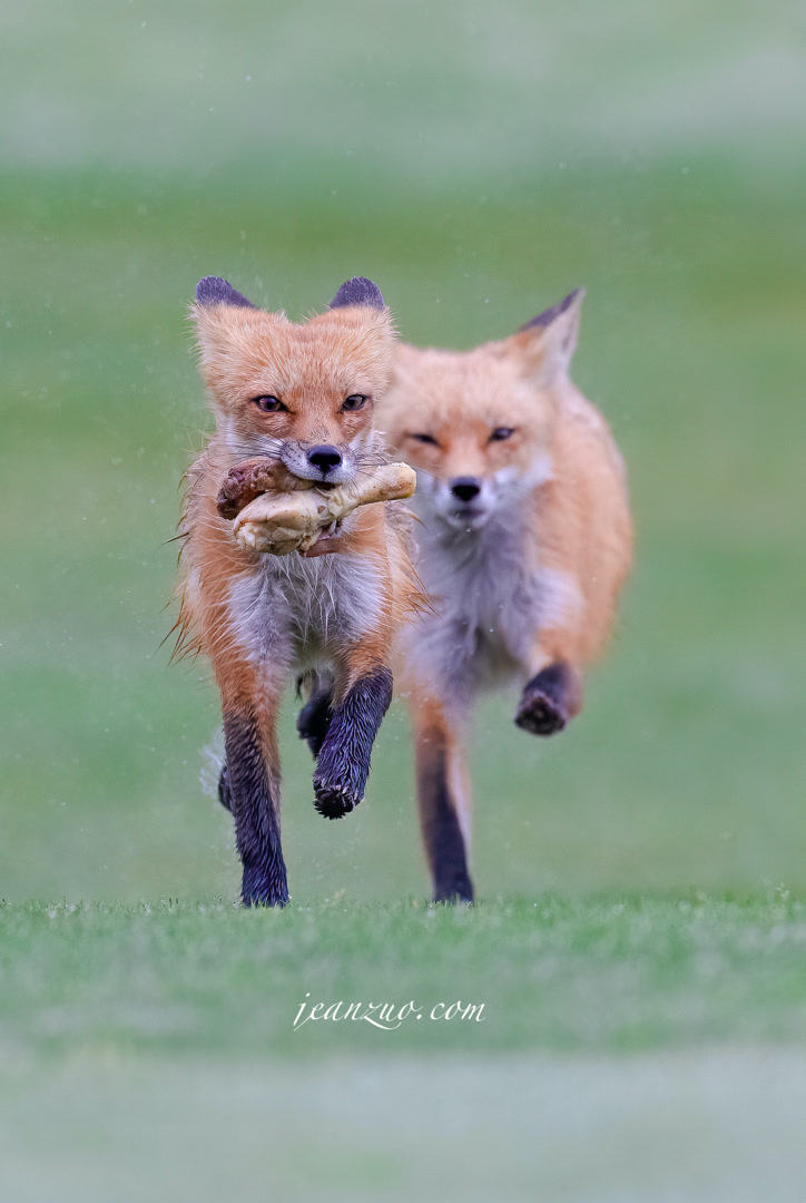 red_fox_v