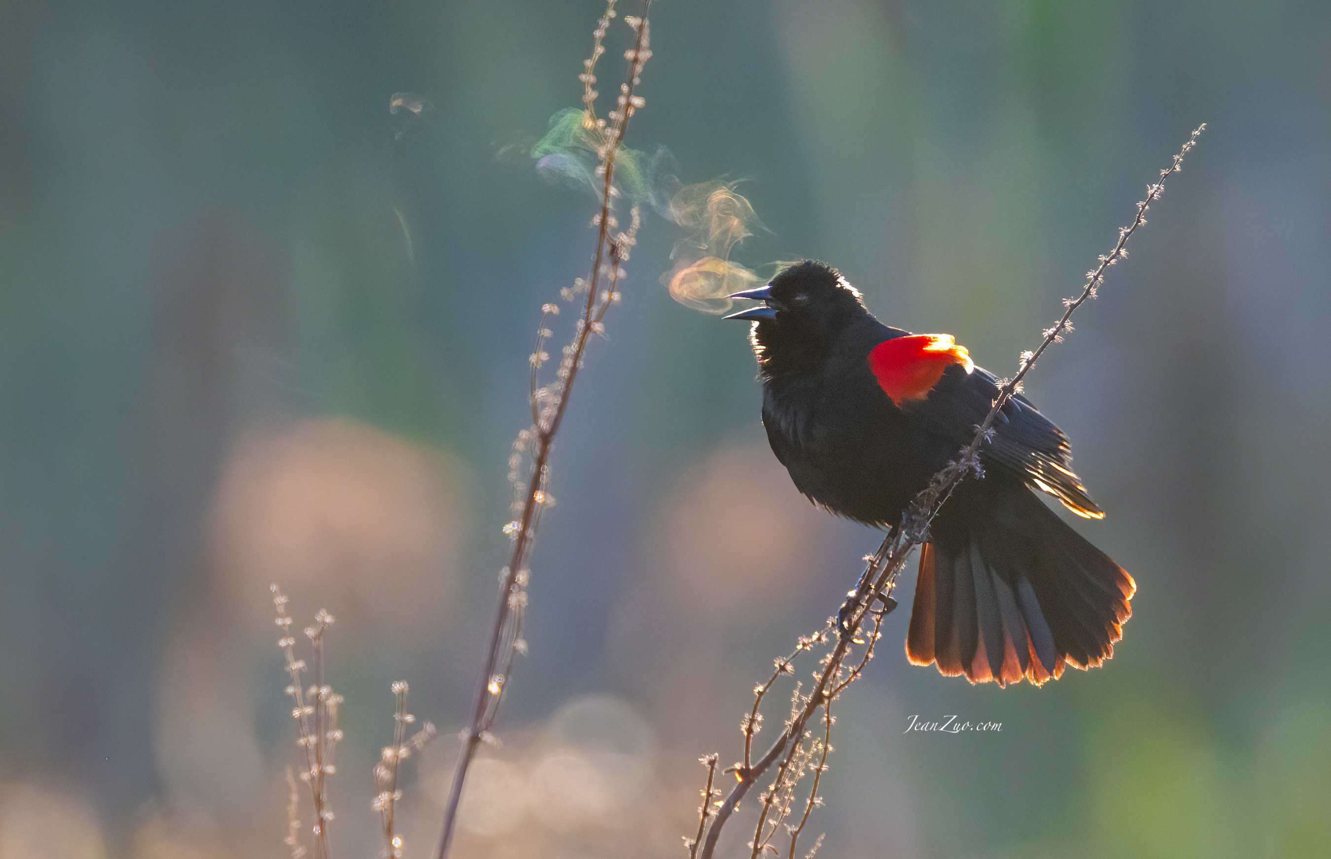 red_winged_blackbird