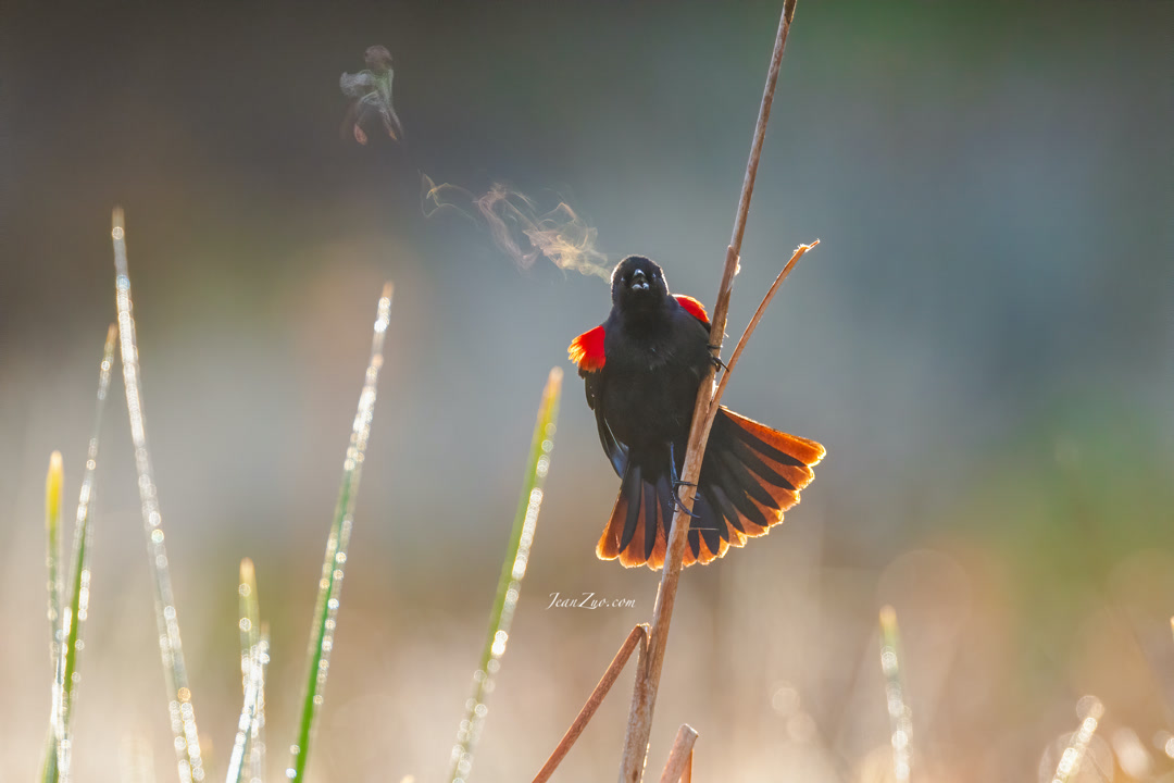 red_winged_blackbird_2