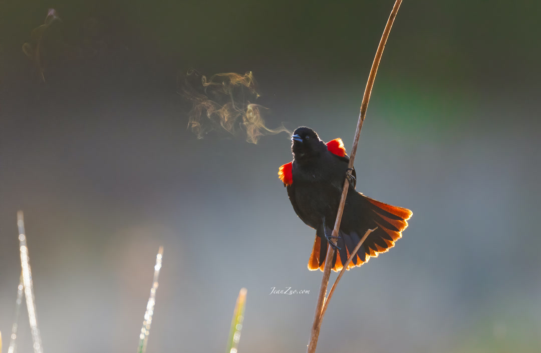 red_winged_blackbird_3