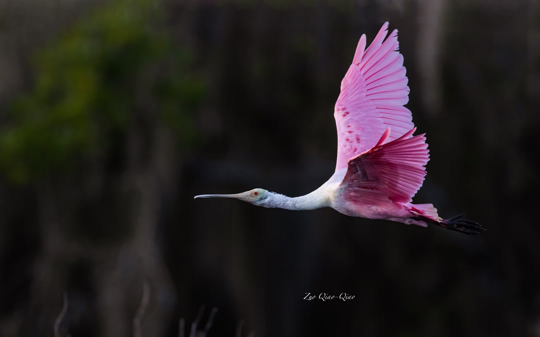 roseate_spoonbill