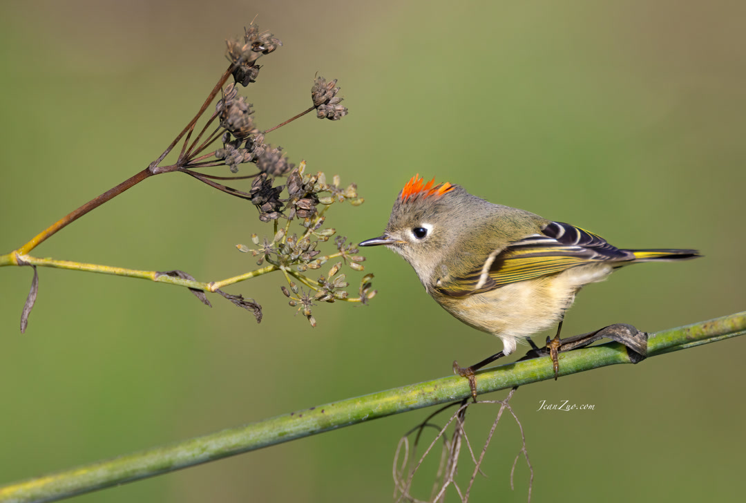 ruby_crowned_kinglet