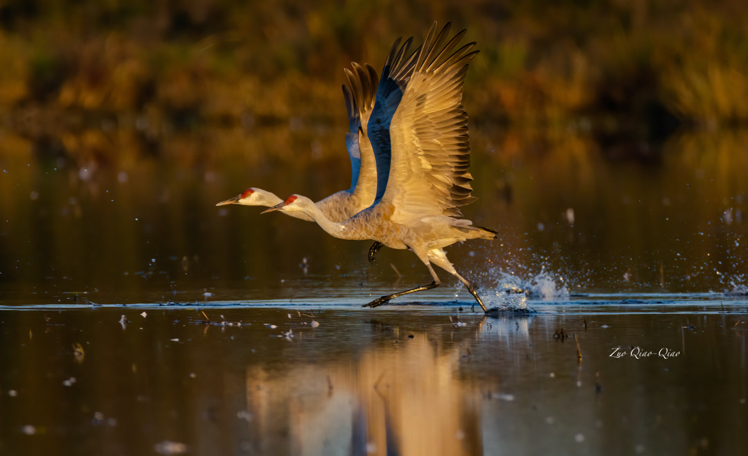 sandhill_crane_2