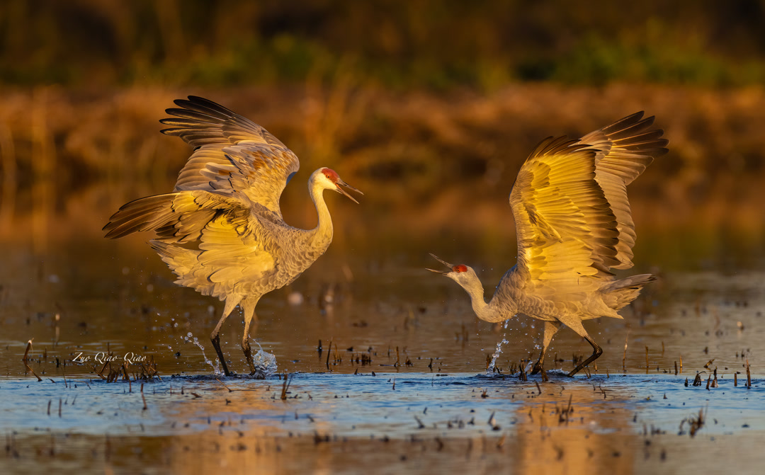 sandhill_crane
