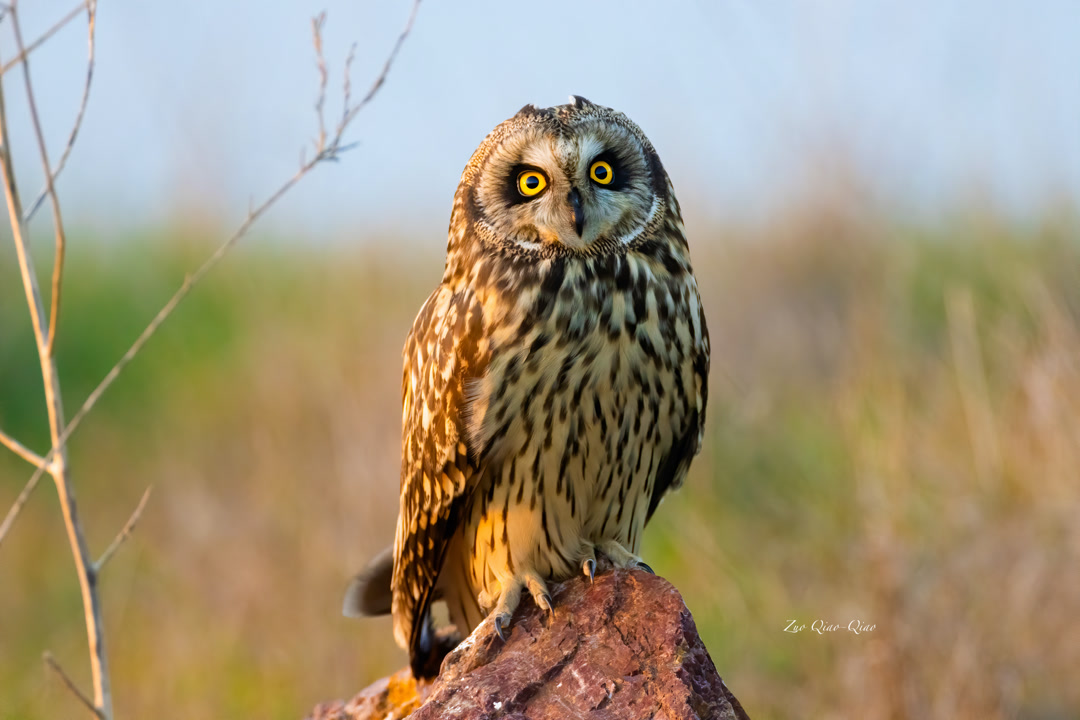 short_eared_owl