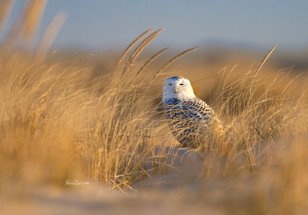 snowy_owl_2