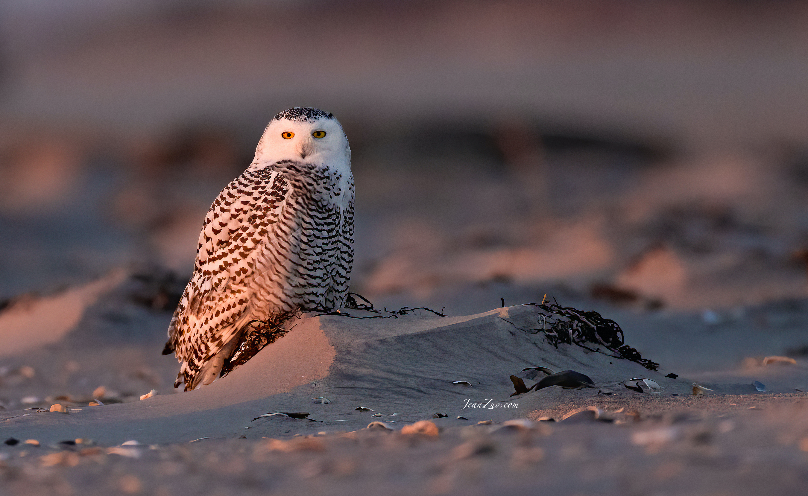 snowy_owl_4