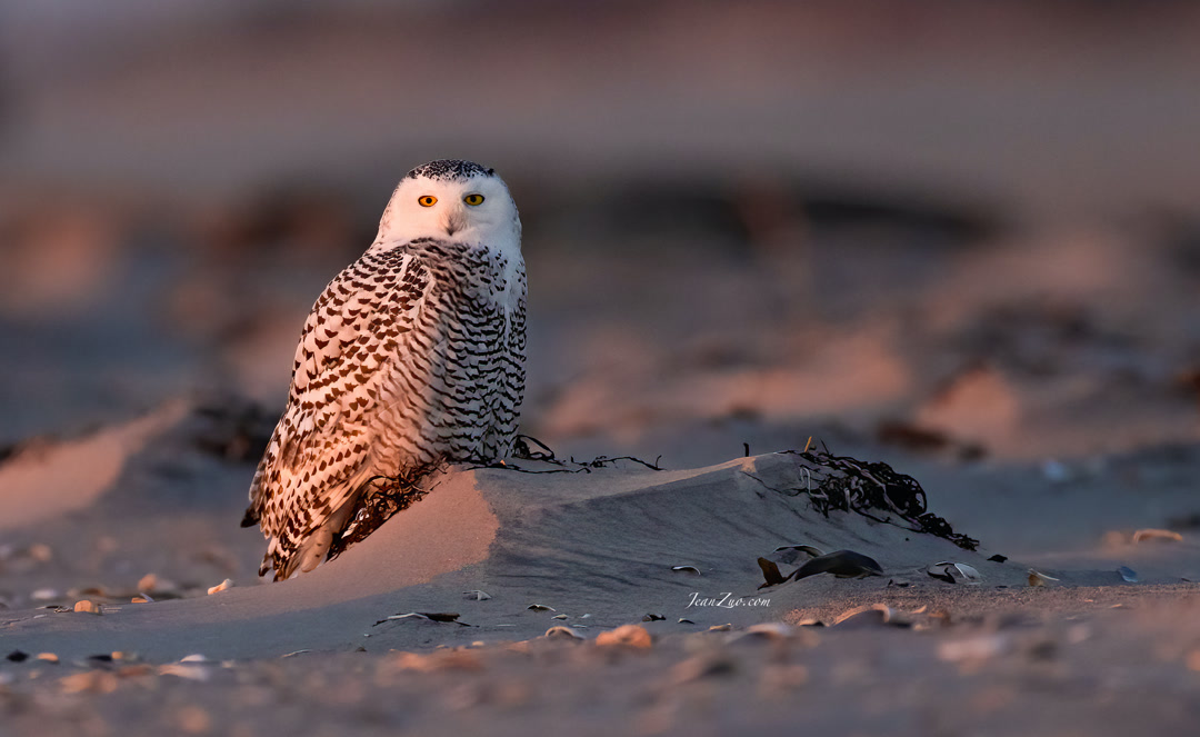 snowy_owl_4