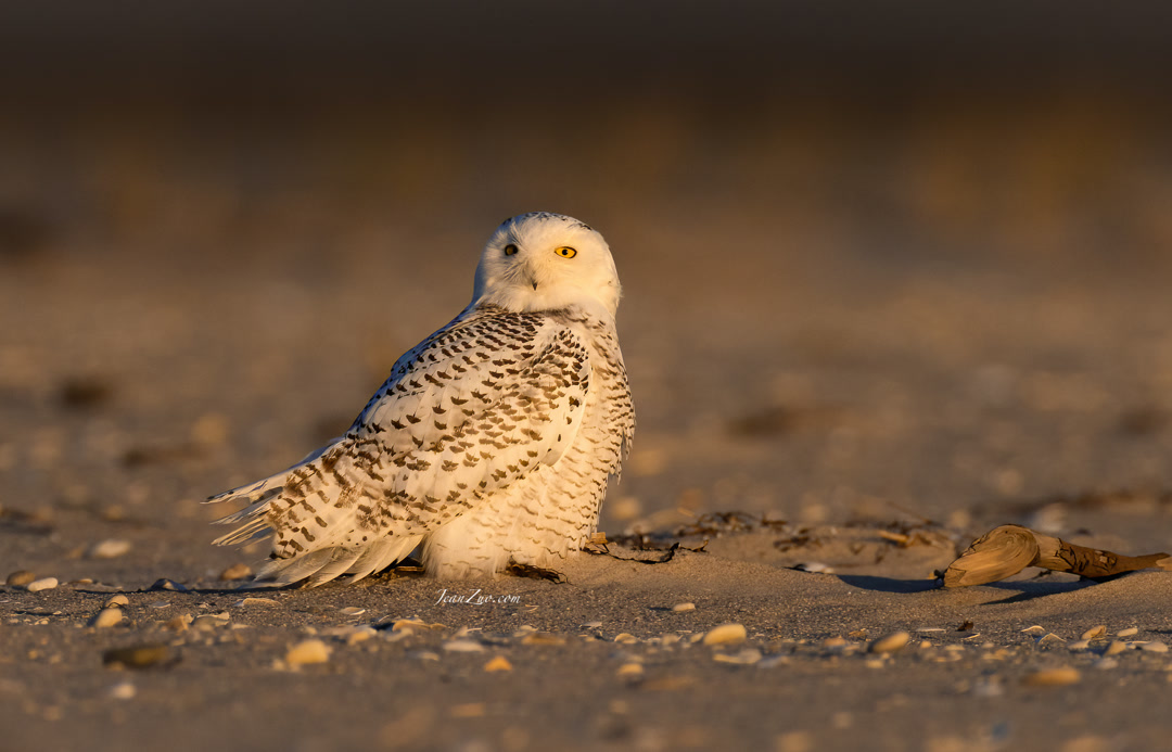 snowy_owl_5
