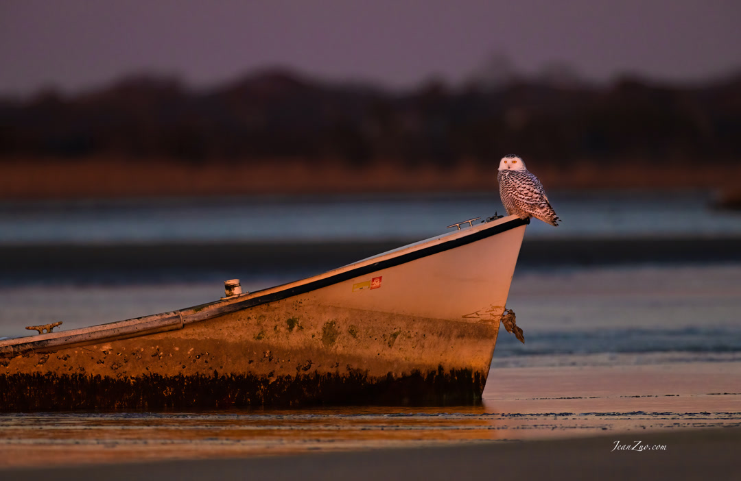 snowy_owl_6
