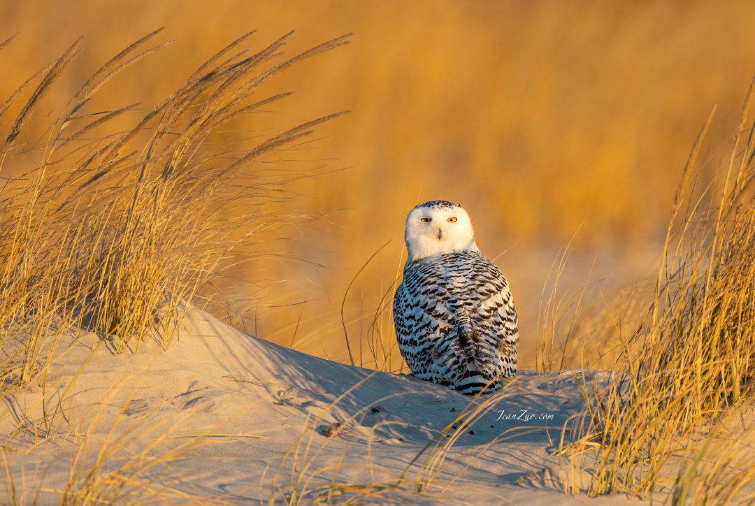snowy_owl