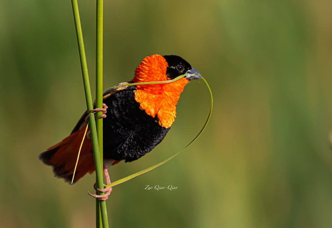 southern_red_bishop