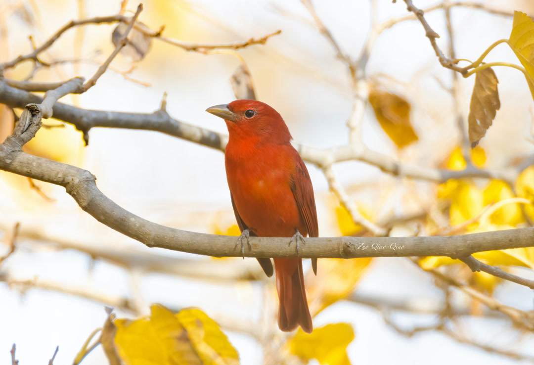 summer_tanager