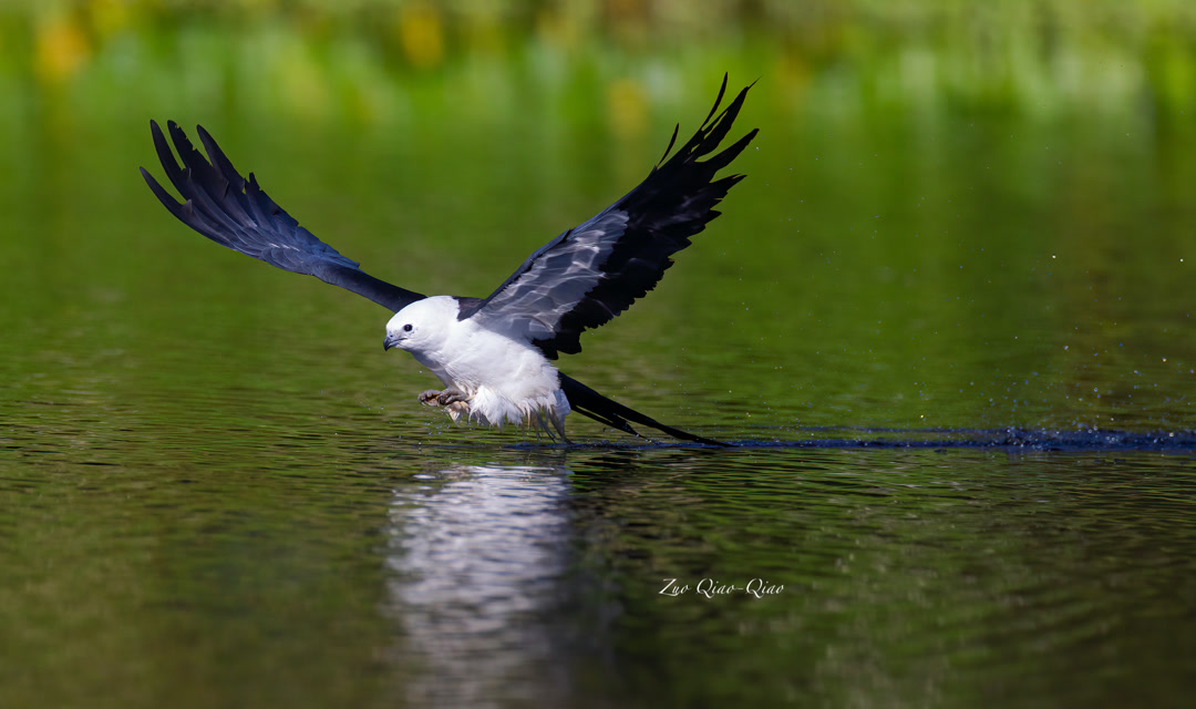 swallowtail_kite_2