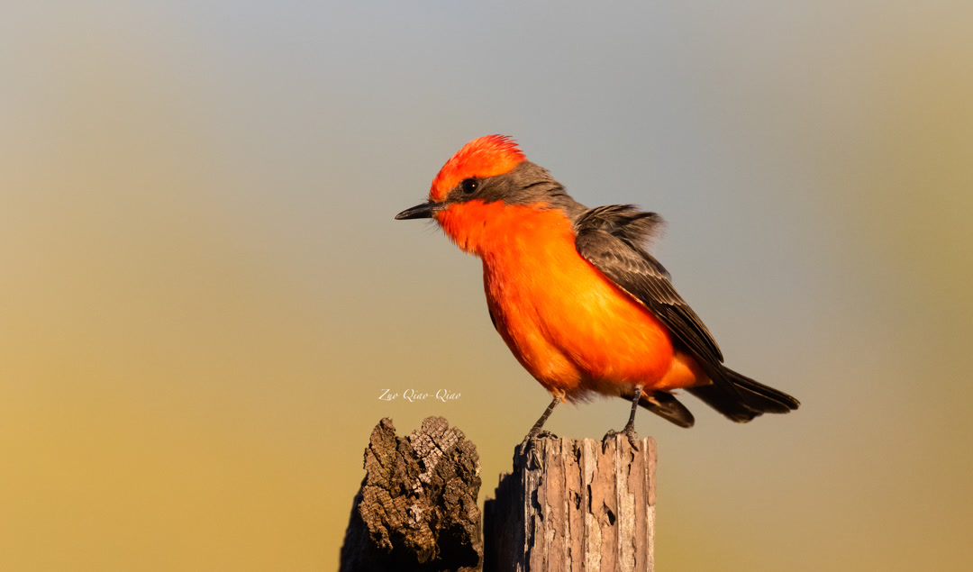 vermillion_flycatcher