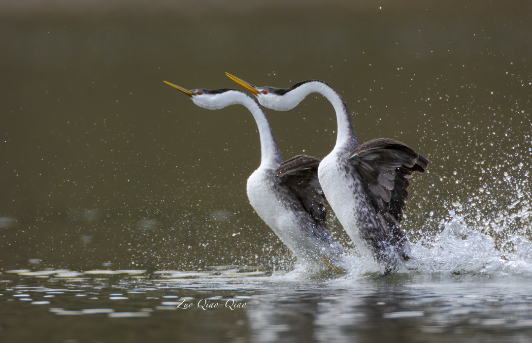 western_grebes_.2jpg