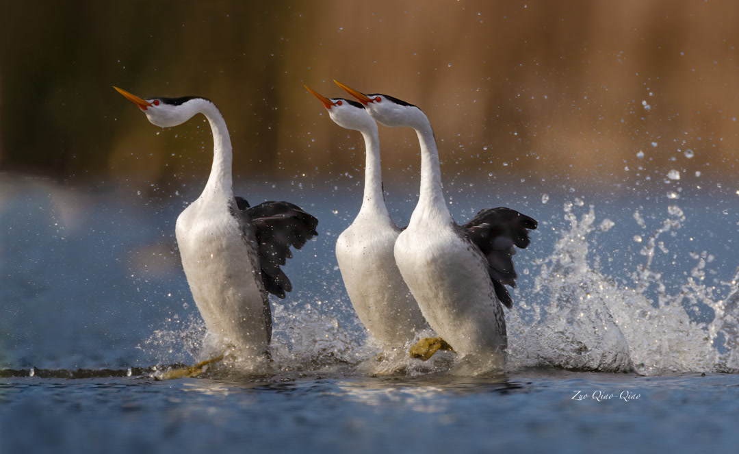 western_grebes_3