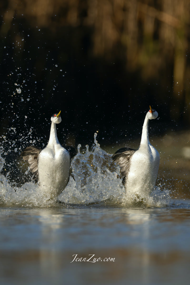 western_grebes_v