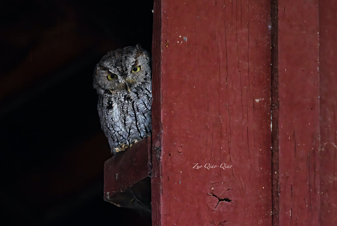 western_screech_owl_2