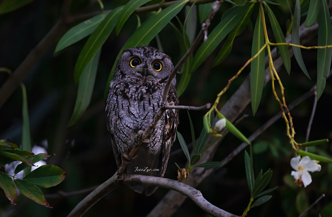 western_screech_owl_3