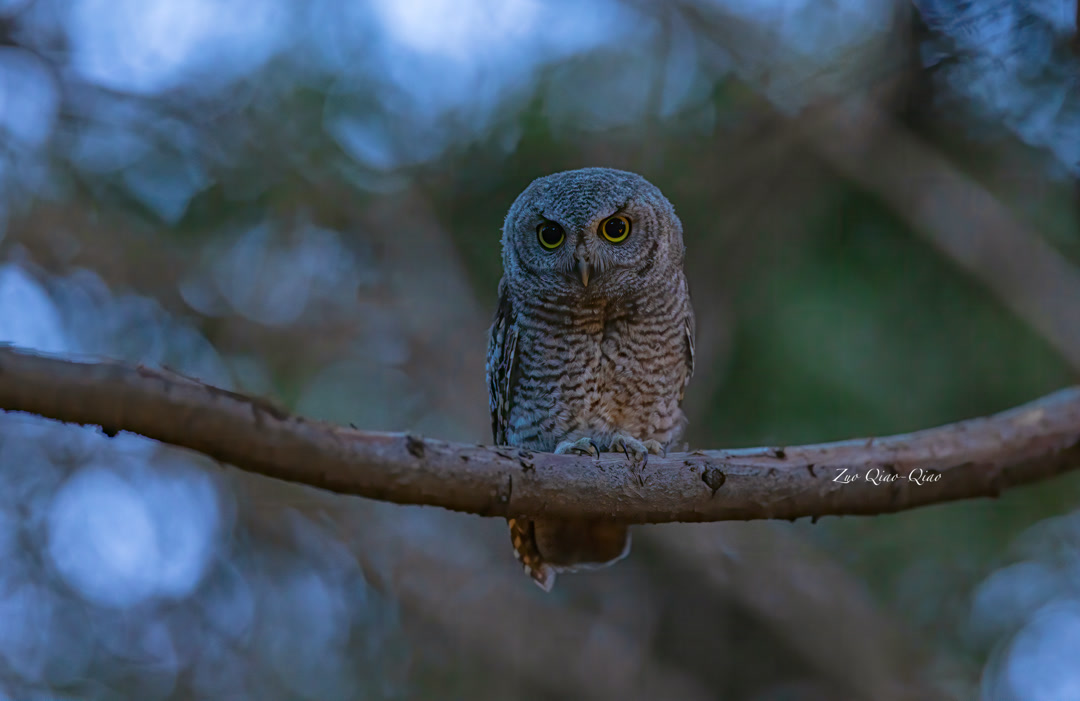 western_screech_owl_4