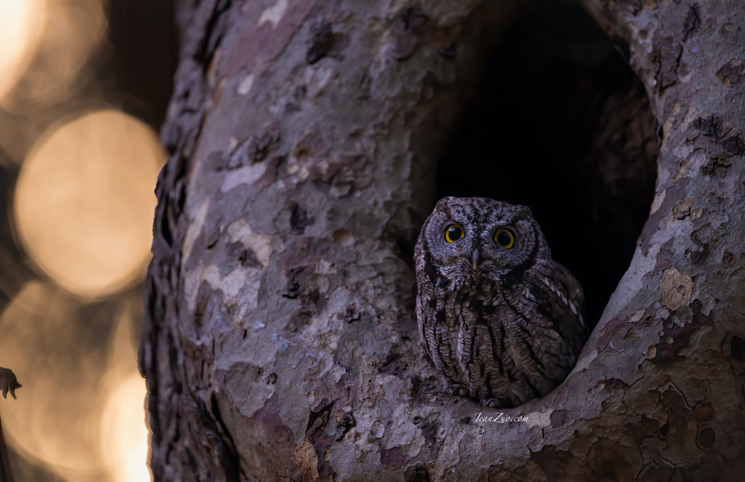 western_screech_owl