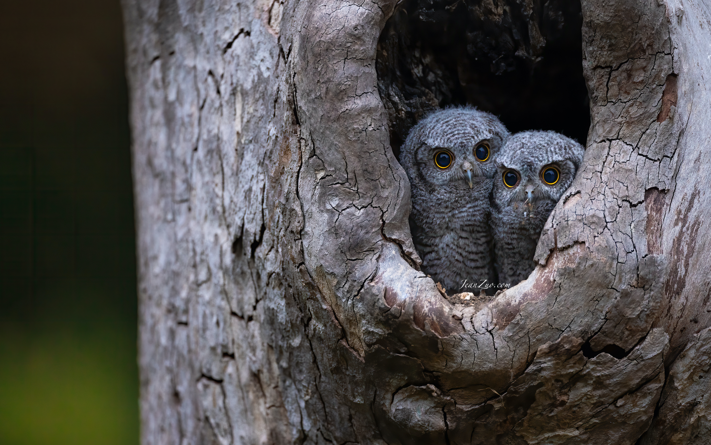 western_screech_owlets