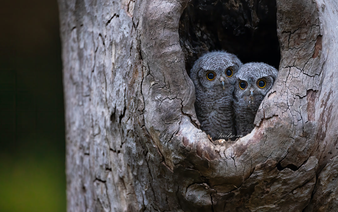 western_screech_owlets