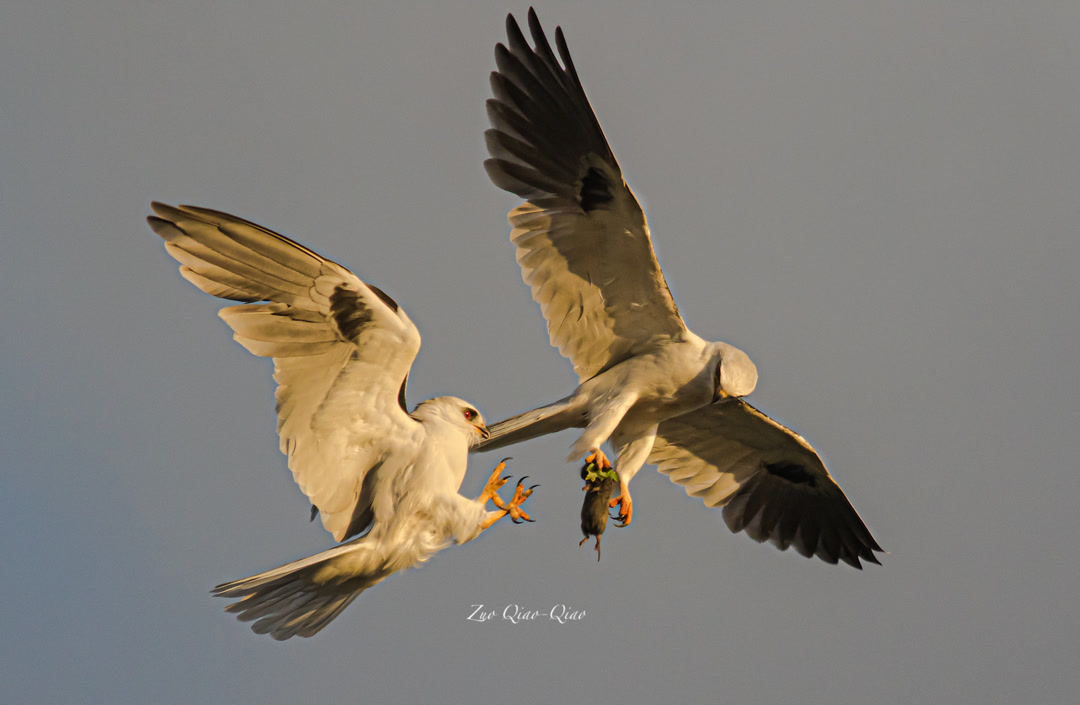 white_tailed_kite_2