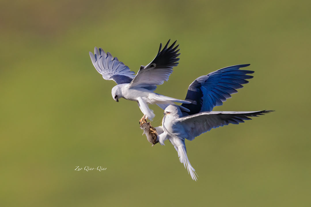 white_tailed_kite