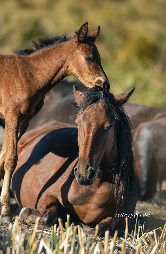 wild_horse_v