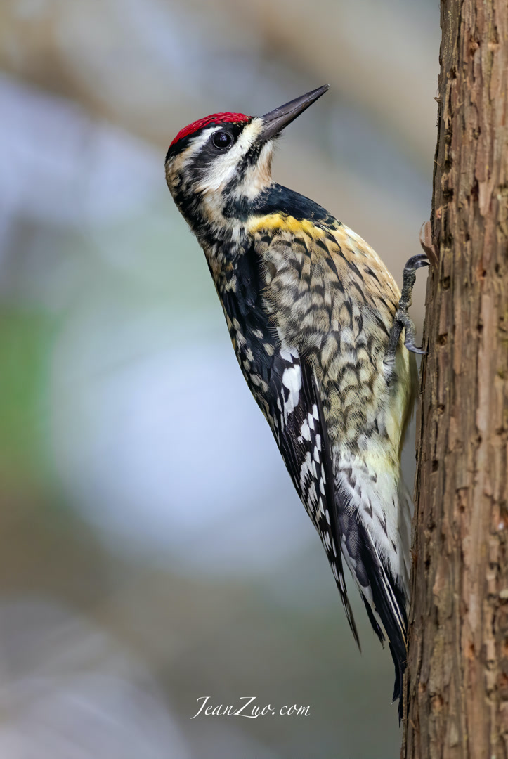 yellow_bellied_sapsucker_v